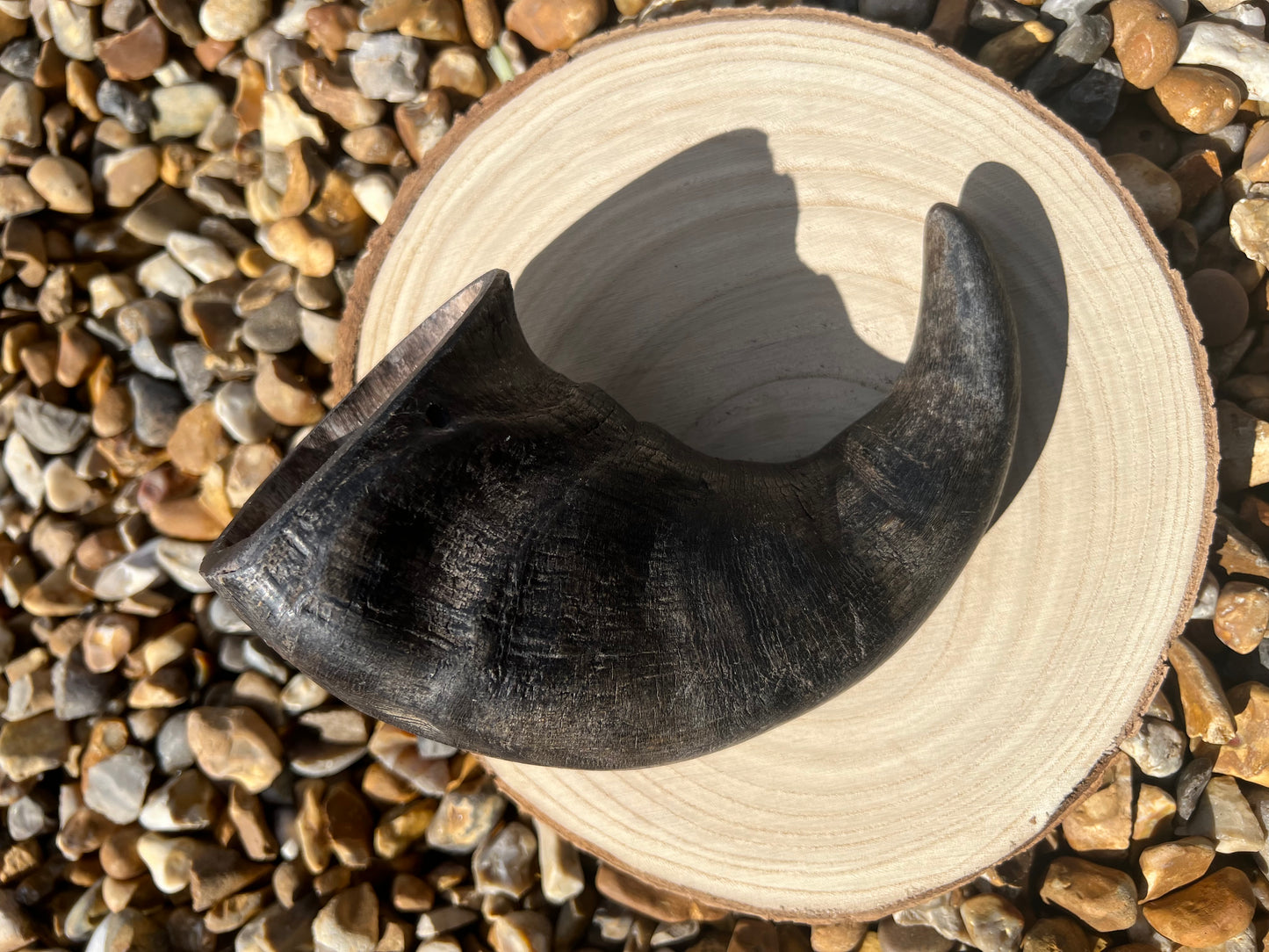 Large buffalo horn