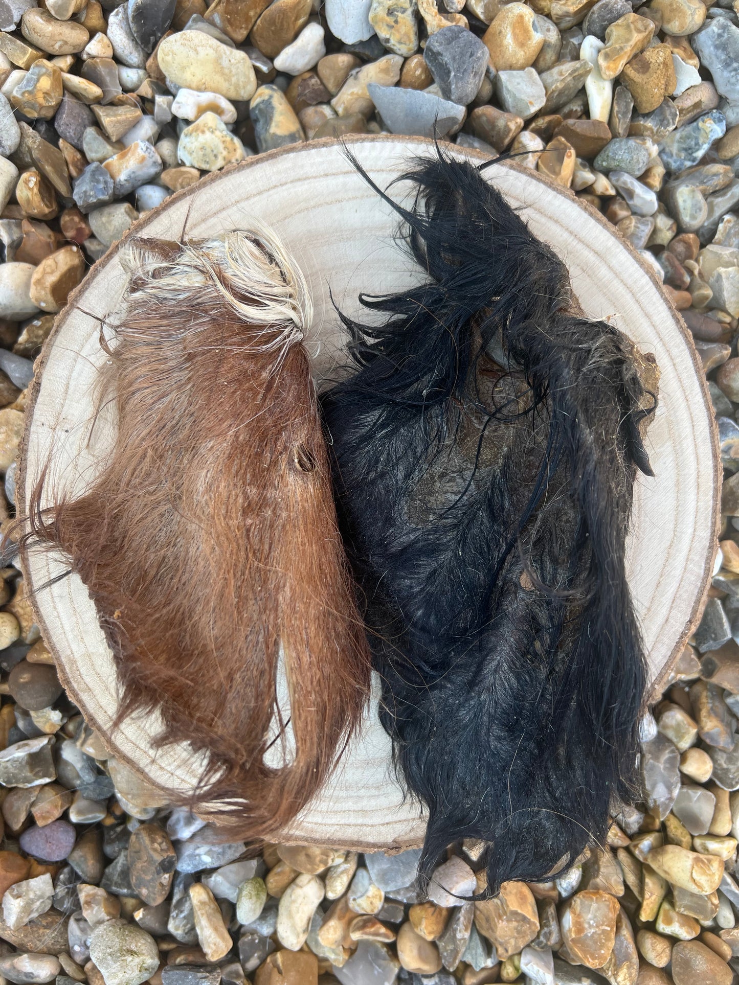 Hairy Cow ear