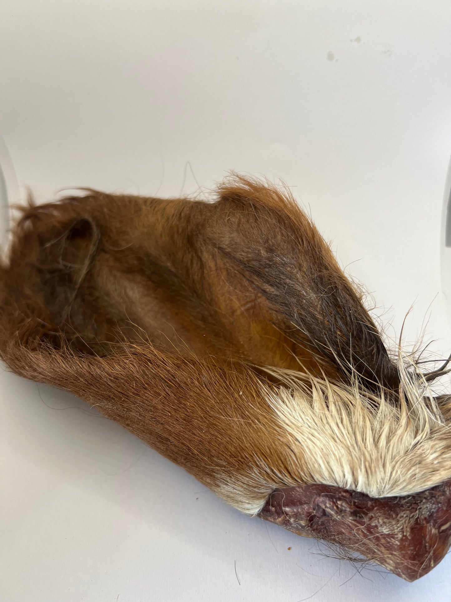 Hairy Cow ear