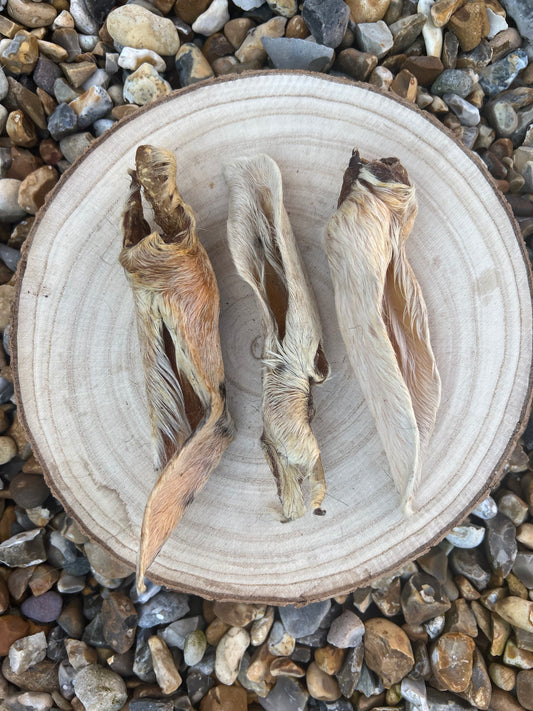 Lamb ear